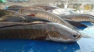 24 Okt Menilik Nilai Ekonomi Ikan Gabus