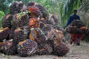 Harga tandan buah segar
