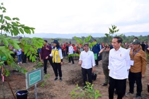 jokowi di hutan