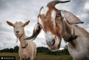 0b8c120f 62b02c8657145 21070510610195 tips memilih hewan kurban sesuai syariat