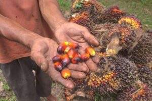 Harga TBS Kelapa Sawit di Kaltim Naik, Capai Rp2.752,49 per Kg benuanta