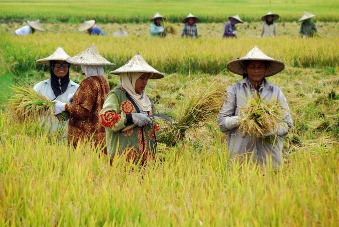 Pemprov Kaltim Optimis Pertanian Mampu Dongkrak Ekonomi Daerah Benuanta