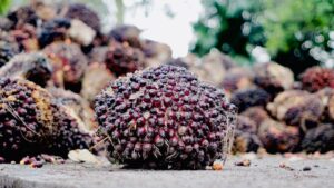 Indonesia Menang Sengketa Dagang Kelapa Sawit di WTO, Buktikan Diskriminasi Uni Eropa