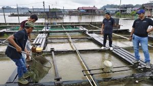 Diversifikasi Sektor Perikanan di Loa Ulung: DKP Kukar Dorong Budidaya Ikan Darat untuk Ketahanan Ekonomi dan Lingkungan