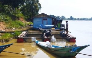 DKP Kukar Genjot Fasilitas Perikanan, Budidaya Ikan Nila Loa Kulu Jadi Proyek Unggulan