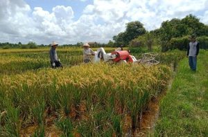 Aktivitas pertanian di Kabupaten Berau.