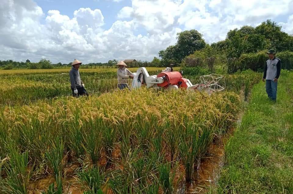 Aktivitas pertanian di Kabupaten Berau.