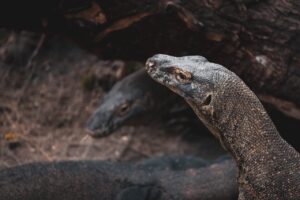 komodo dragon di habitat asli taman nasional komodo