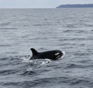 Paus Orca yang muncul di Perairan Maratua Berau.
