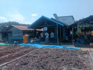 Budidaya rumput laut di Kampung Karangan, Kecamatan Biatan, Berau.