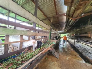 Salah satu lokasi pedagang hewan kurban di Kabupaten Berau. (IST)