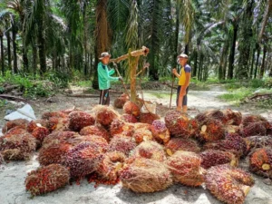 (Ilustrasi) Perkebunan kelapa sawit.