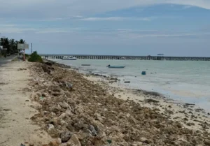 Kondisi abrasi di Pulau Maratua yang semakin mengkhawatirkan.